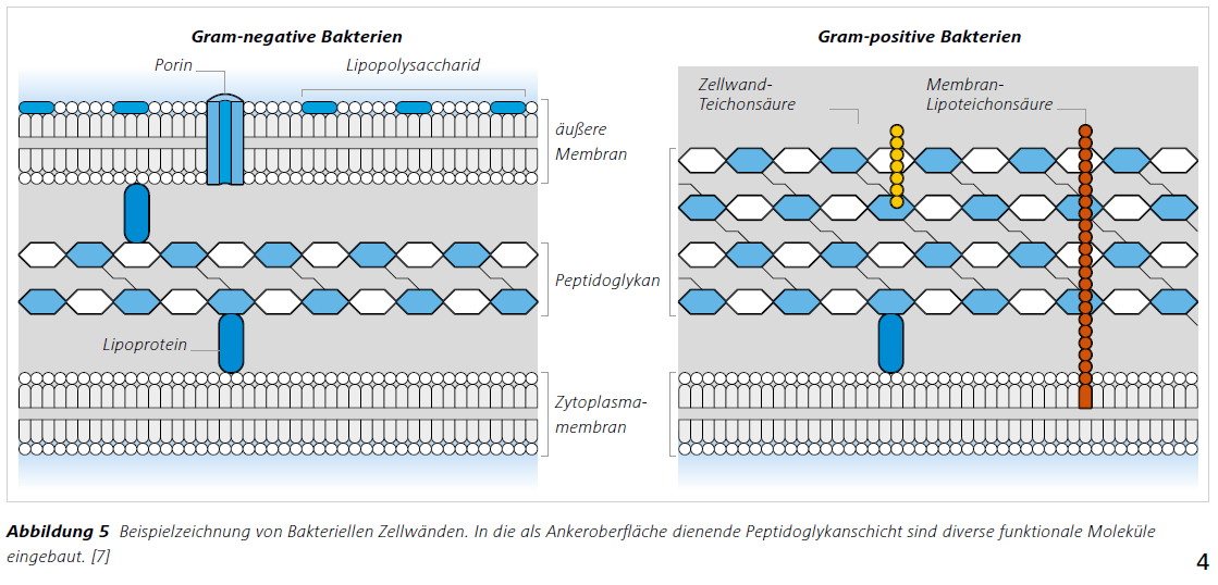 Abbildung 5 Beispielzeichnung von Bakteriellen Zellwänden. In die als Ankeroberfläche dienende Peptidoglykanschicht sind diverse funktionale Moleküle eingebaut.
[7]